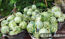 唐山吃瓜爆料是真的吗,真相还是谣言？